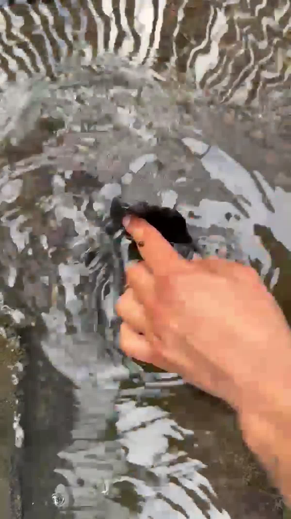 Standing water surrounding a commercial roof drain opening at a cinema building.